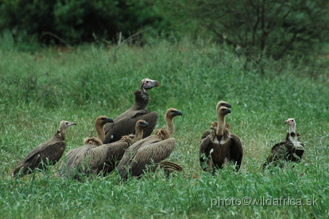 puku rsa 074.jpg - African White-backed Vulture (Gyps africanus) and largest Lappet-faced Vulture (Trogon tracheliotos) and small Hooded vultures (Necrosyrtes monachus) - juveniles